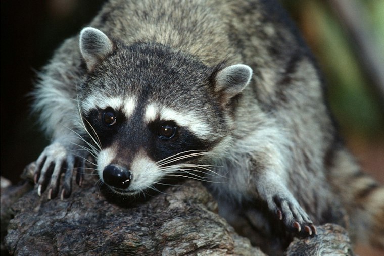 Westlake Village Raccoon Tests Rabid for First Time in LA County Since 1973
