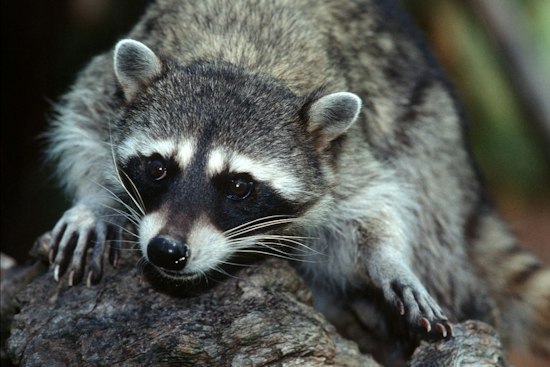 Westlake Village Raccoon Tests Rabid for First Time in LA County Since 1973