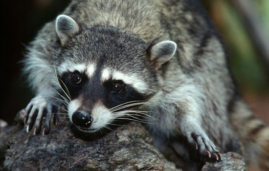 Westlake Village Raccoon Tests Rabid for First Time in LA County Since 1973
