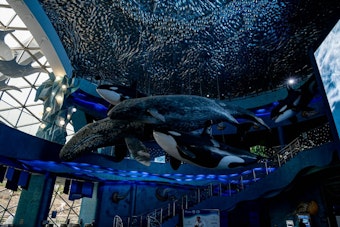 Whale Songs Fill Waikiki Garden as New Exhibit Funds Ocean Cleanup
