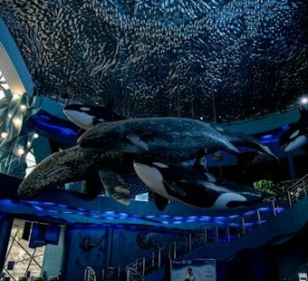 Whale Songs Fill Waikiki Garden as New Exhibit Funds Ocean Cleanup