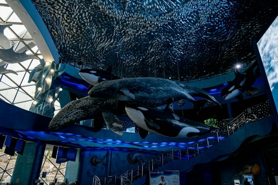 Whale Songs Fill Waikiki Garden as New Exhibit Funds Ocean Cleanup