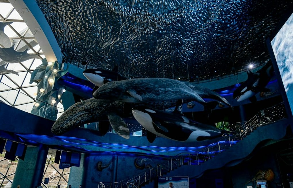 Whale Songs Fill Waikiki Garden as New Exhibit Funds Ocean Cleanup