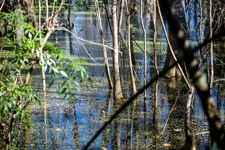 Winter Garden Firefighters Recover Man's Body After Alligators Complicate Lake Apopka Rescue