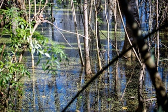 Winter Garden Firefighters Recover Man's Body After Alligators Complicate Lake Apopka Rescue