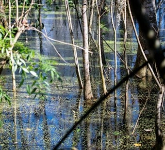 Winter Garden Firefighters Recover Man's Body After Alligators Complicate Lake Apopka Rescue