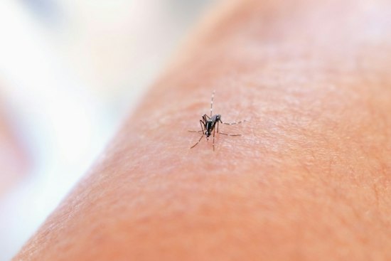 Winter Springs Dengue Case Confirmed as Seminole County Tests More Potential Infections