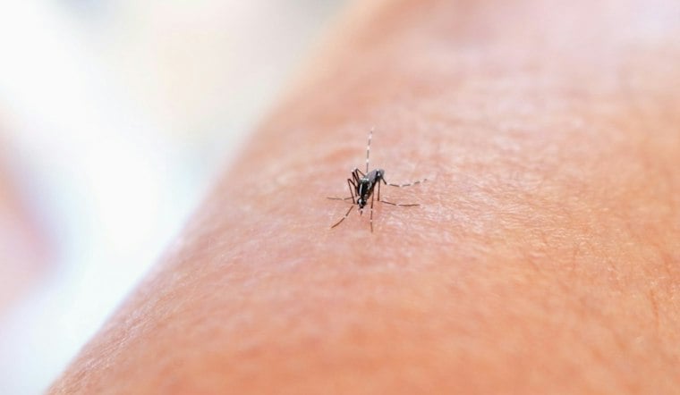 Winter Springs Dengue Case Confirmed as Seminole County Tests More Potential Infections