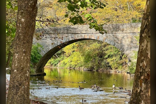 Wissahickon Creek Fish Declared Unsafe to Eat, Trout Stocking Scrapped
