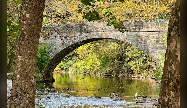 Wissahickon Creek Fish Declared Unsafe to Eat, Trout Stocking Scrapped