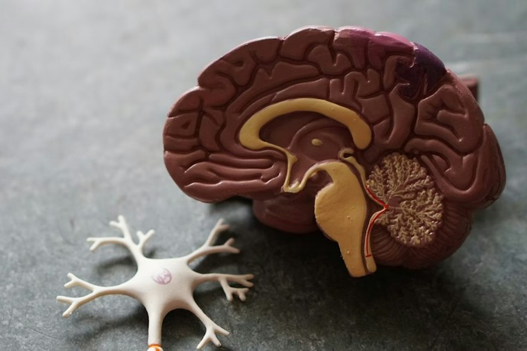Worcester’s UMass Chan Lands $4.1M to Probe Metals’ Link to Alzheimer’s