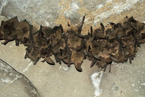 Yuba City Child Exposed to Rabid Bat as Sutter County Sees Third Case Since July