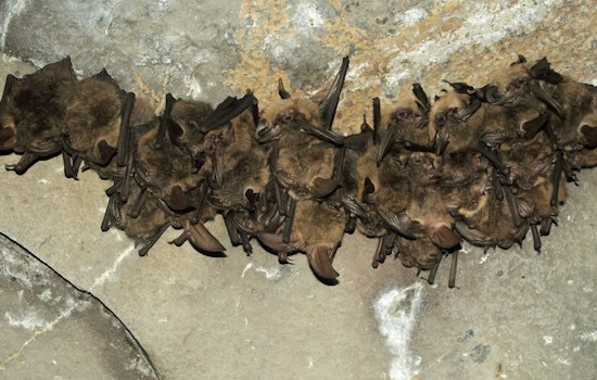 Yuba City Child Exposed to Rabid Bat as Sutter County Sees Third Case Since July