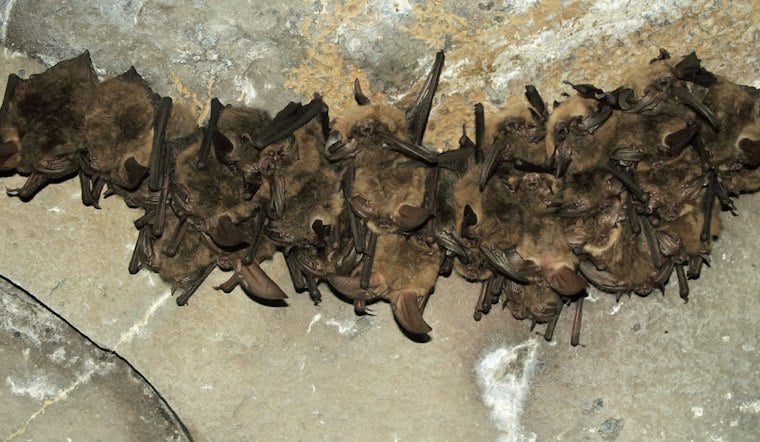 Yuba City Child Exposed to Rabid Bat as Sutter County Sees Third Case Since July