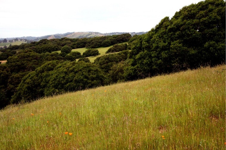 Golden State Forests Gobble Up Wildfire Carbon, State Tally Finds