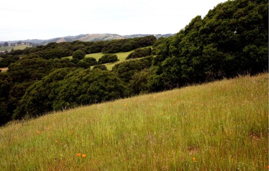 Golden State Forests Gobble Up Wildfire Carbon, State Tally Finds