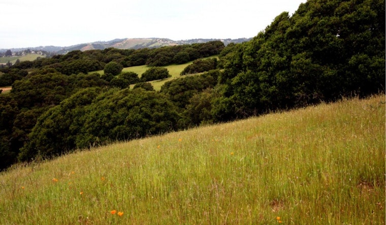 Golden State Forests Gobble Up Wildfire Carbon, State Tally Finds