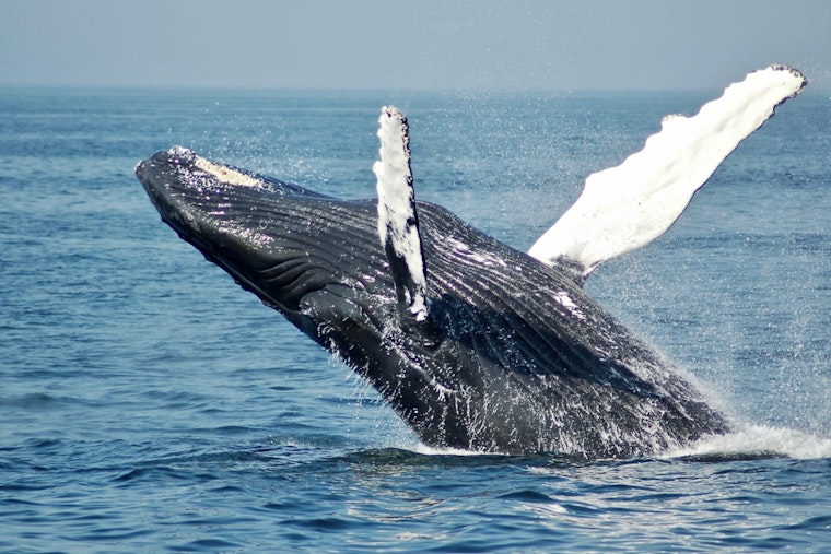 50-Foot Fin Whale Slams Ashore On LBI, Stuns Barnegat Light