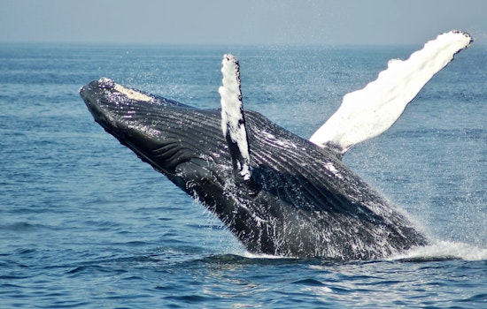 50-Foot Fin Whale Slams Ashore On LBI, Stuns Barnegat Light