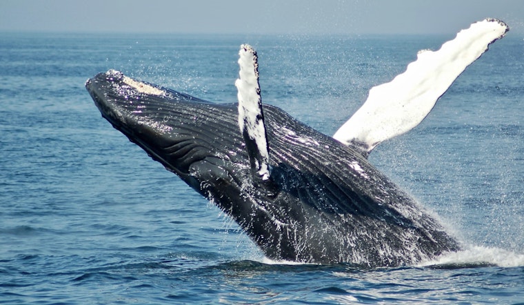 50-Foot Fin Whale Slams Ashore On LBI, Stuns Barnegat Light