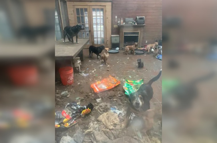 61 Dogs and 3 Cats Rescued from Toxic Conditions in Flint Township Home, 27 Other Animals Found Deceased