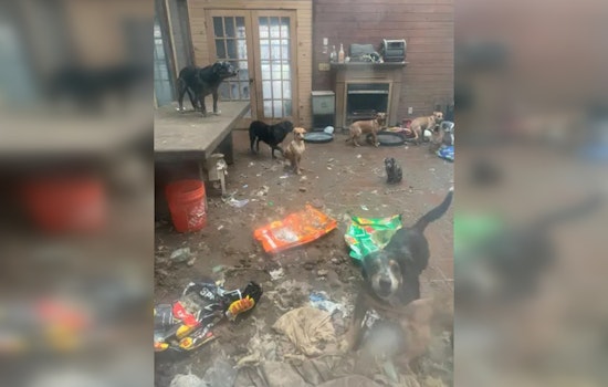 61 Dogs and 3 Cats Rescued from Toxic Conditions in Flint Township Home, 27 Other Animals Found Deceased