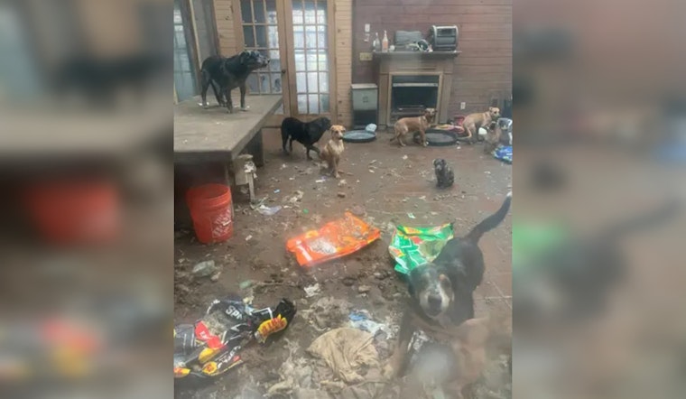 61 Dogs and 3 Cats Rescued from Toxic Conditions in Flint Township Home, 27 Other Animals Found Deceased