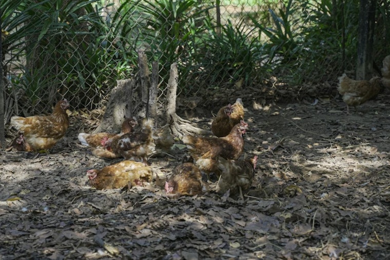 Pre-Dawn Anthony Coop Inferno Leaves More Than 200 Chickens Dead