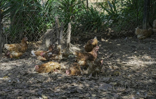 Pre-Dawn Anthony Coop Inferno Leaves More Than 200 Chickens Dead