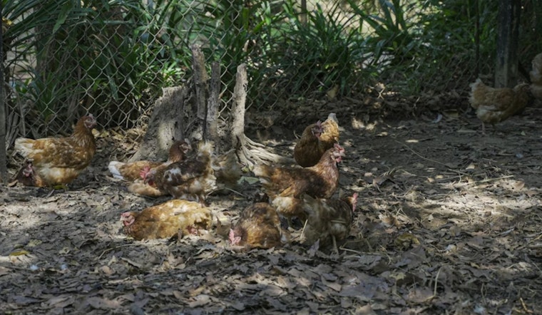 Pre-Dawn Anthony Coop Inferno Leaves More Than 200 Chickens Dead