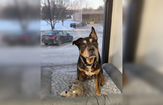 Abandoned Senior Dog Finds Warmth and New Home with Milford Police Department in Oakland County