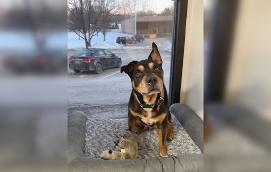 Abandoned Senior Dog Finds Warmth and New Home with Milford Police Department in Oakland County