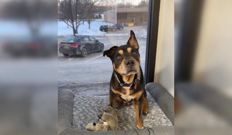 Abandoned Senior Dog Finds Warmth and New Home with Milford Police Department in Oakland County