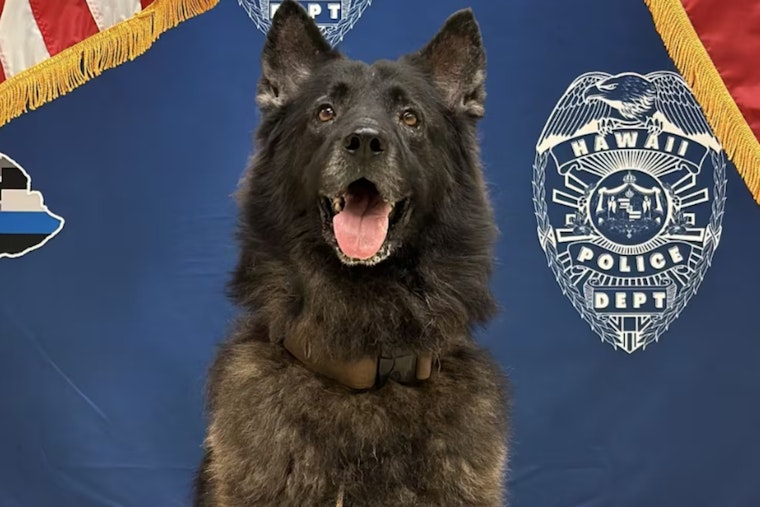 After K-9 Archer’s Patrol Car Death, Hawaii Cops Turn To High-Tech Dog Collars