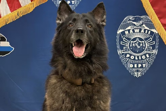 After K-9 Archer’s Patrol Car Death, Hawaii Cops Turn To High-Tech Dog Collars