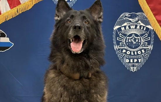 After K-9 Archer’s Patrol Car Death, Hawaii Cops Turn To High-Tech Dog Collars