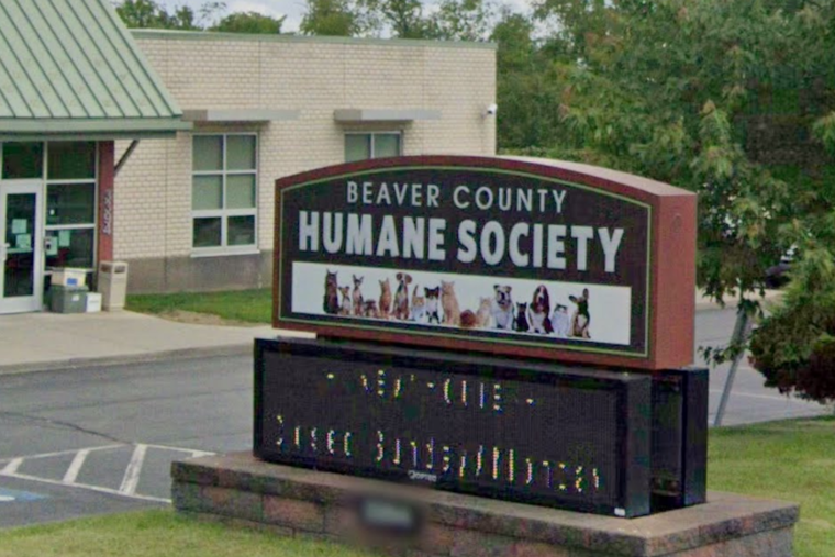 Aliquippa Man Faces Nearly 20 Charges After Starving Kittens Discovered in Apartment