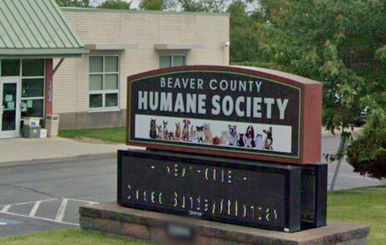Aliquippa Man Faces Nearly 20 Charges After Starving Kittens Discovered in Apartment
