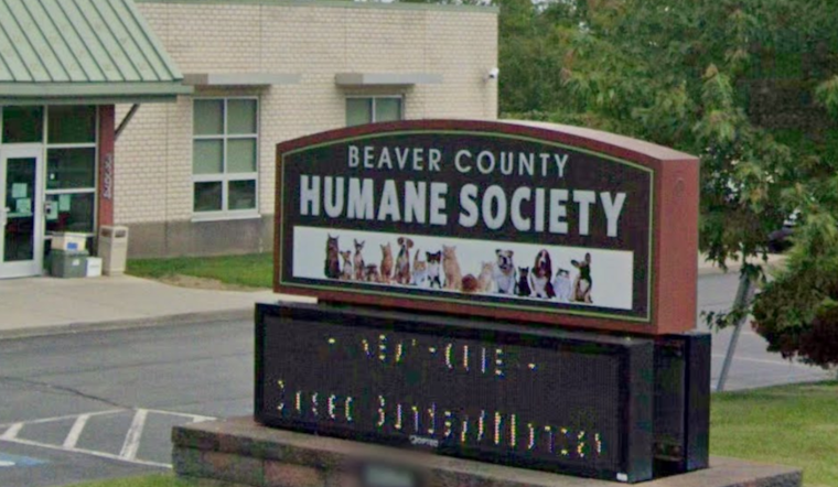 Aliquippa Man Faces Nearly 20 Charges After Starving Kittens Discovered in Apartment