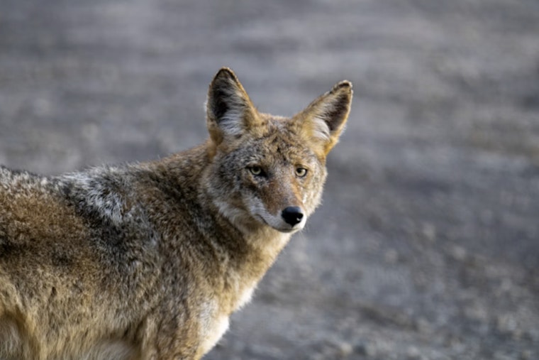 Animal Rights Group Sues Michigan Natural Resources Commission Over Year-Round Coyote Hunting
