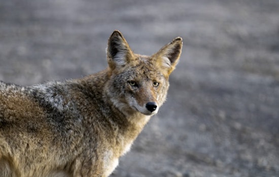 Animal Rights Group Sues Michigan Natural Resources Commission Over Year-Round Coyote Hunting