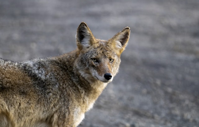 Animal Rights Group Sues Michigan Natural Resources Commission Over Year-Round Coyote Hunting