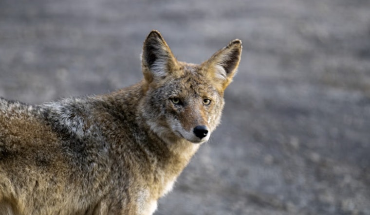Animal Rights Group Sues Michigan Natural Resources Commission Over Year-Round Coyote Hunting