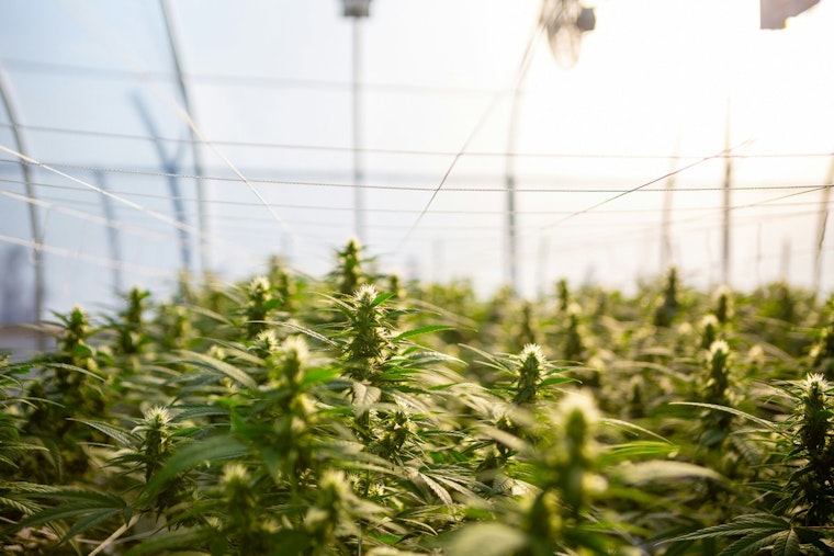 Austin Regulators' Hemp Fee Proposal Could Close Dallas Shops