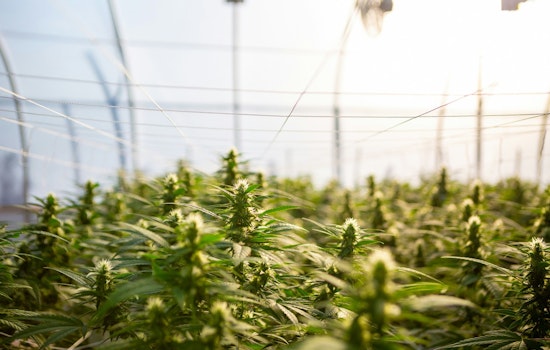 Austin Regulators' Hemp Fee Proposal Could Close Dallas Shops