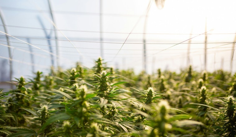 Austin Regulators' Hemp Fee Proposal Could Close Dallas Shops
