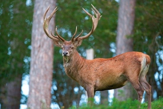 Avoyelles Parish Trio Cited for Multiple Deer Hunting Violations as Louisiana Agents Crack Down on Illegal Activity