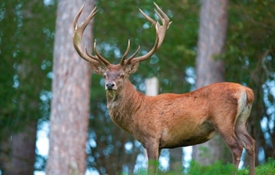 Avoyelles Parish Trio Cited for Multiple Deer Hunting Violations as Louisiana Agents Crack Down on Illegal Activity