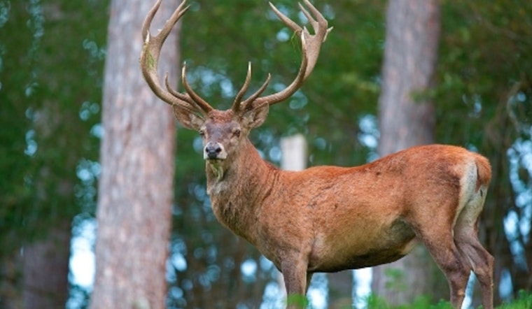 Avoyelles Parish Trio Cited for Multiple Deer Hunting Violations as Louisiana Agents Crack Down on Illegal Activity