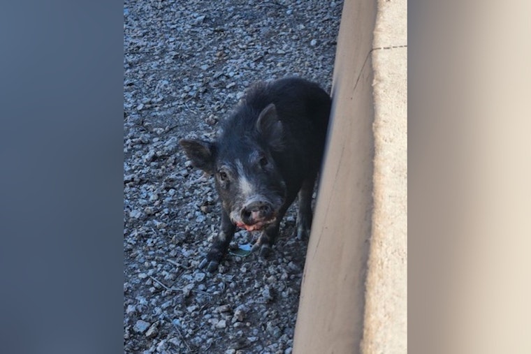 Baby Javelina Brings I-10 to a Crawl Before Goodyear Troopers Step In